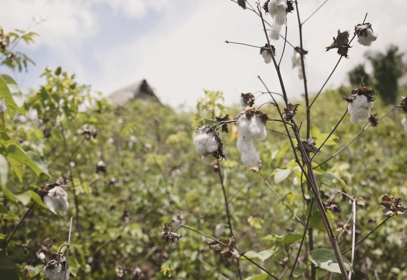 Regenerative Organic Certified cotton farm in Peru. 