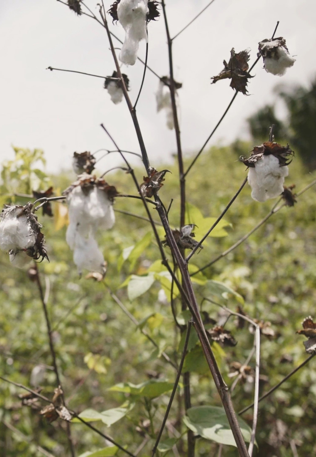 Regenerative Organic Certified cotton farm in Peru. 